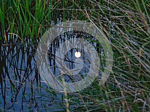 Moon Reflection in Swamp