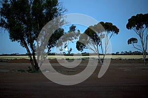 Moon rise over wheat fields, Hyden, WA, Australia