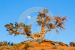 Un mese ascendente più alto da vecchio ginepro un albero meridionale 