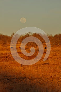 Moon rising in african bush