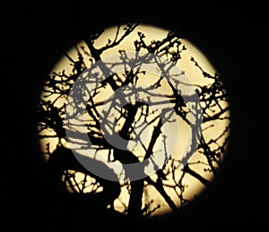 Moon rising behind a tree