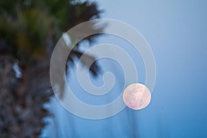 Moon rising over palm trees at the beach