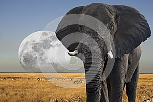 Moon rising over African Wildlife - Elephant