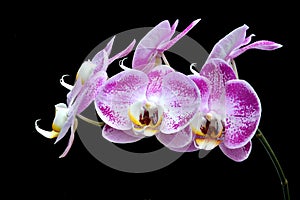 Moon's orchid (Phalaenopsis amabilis)