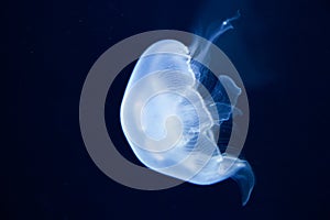 Moon sea jelly