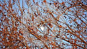 The moon seens between of the branches