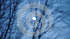 The moon seens between of the branches