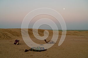 Moon set at har desert sand dunes , pre dawn light before sun rise and moon setting off in the sky. Rajasthan, India. Dromedary,