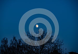 Moon setting over  forest