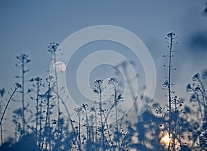 The moon and the setting sun among the grasses