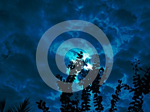 The  moon shadow with plant and night clouds