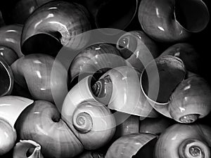 Moon shells