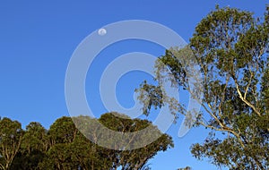 Moon shine in the sky in Sydney