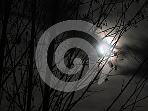 Moon shines through branches photo