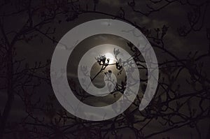 The moon shines through the branches of the trees at night