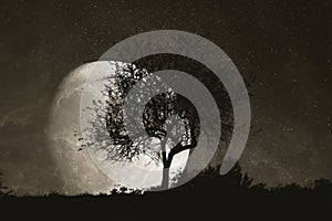 Moon with silhouette tree at night sky