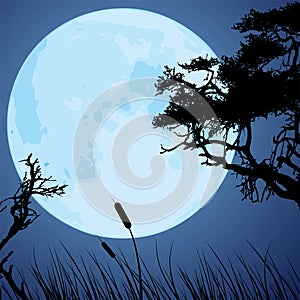 Moon and silhouettes of tree branches