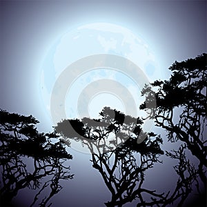 Moon and silhouettes of tree branches