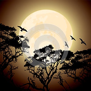 Moon and silhouettes of tree branches