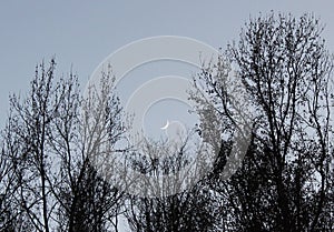 Moon sliver seen through trees