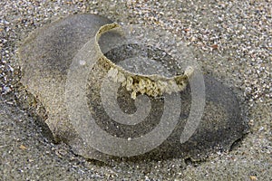 Moon snail collar with eggs