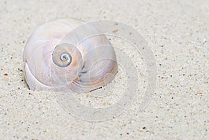 Moon Snail Portrait