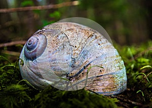 Moon snail shell.