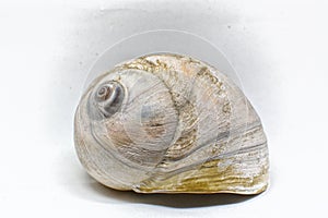 Moon Snail shell against a light background.