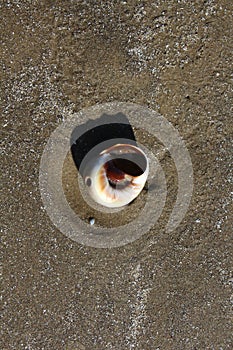 Moon snail shell on beach