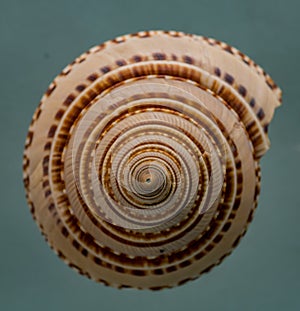 Moon Snail Shell - Exotic