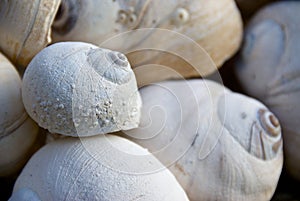 Moon Snail Shells I