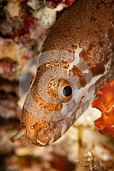 moon snakemoray moray head closeup