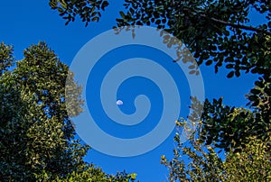 The moon spotted between tree branches