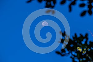 The moon spotted between tree branches