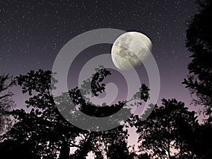 Moon stars dark forest night sky