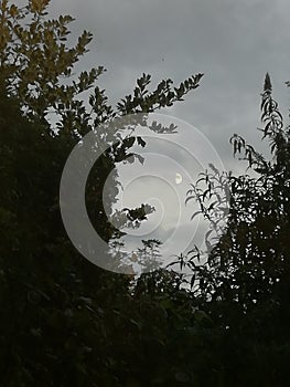 Moon throug the trees