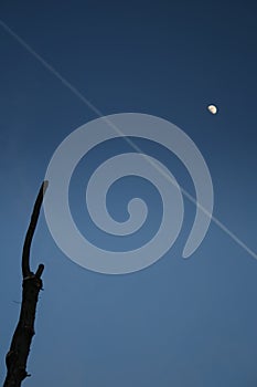 Moon and Tree