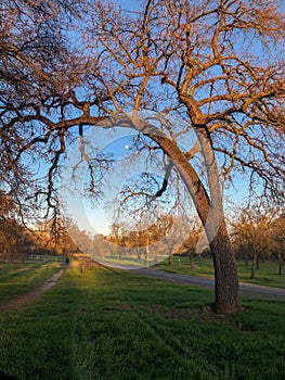 Moon under arched tree