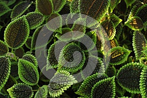 Moon Valley plant - Pilea Mollis