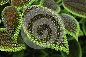 Moon Valley plant - Pilea Mollis