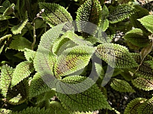 Moon Valley plant / Pilea mollis / Adicea mollis, Moon Valley Pilea, Friendship Plant or Kanonierblume - Botanischer Garten Zurich