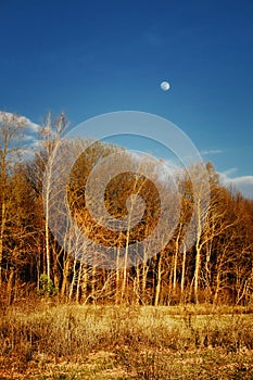 The moon is visible in the blue sky above bare, golden-hued trees