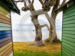 Moonah tree and beach box