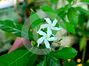 Moonbeam chandni flower plant blooming