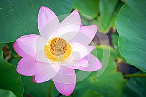 Mooncake in a fresh pink lotus flower on a green leaves. Chinese mid-autumn festival food
