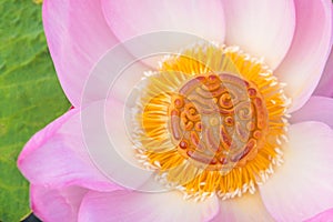 Mooncake in a fresh pink lotus flower on a green leaves. Chinese mid-autumn festival food