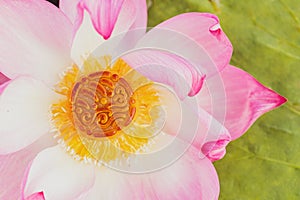 Mooncake in a fresh pink lotus flower on a green leaves. Chinese mid-autumn festival food