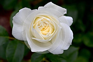 Moondance White Rose Flower 02