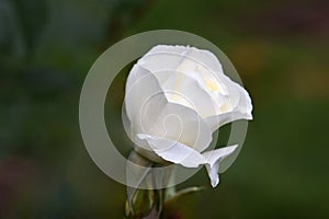 Moondance White Rose Flower Bud 02