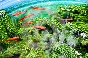 Moonfish and green weed in water tank